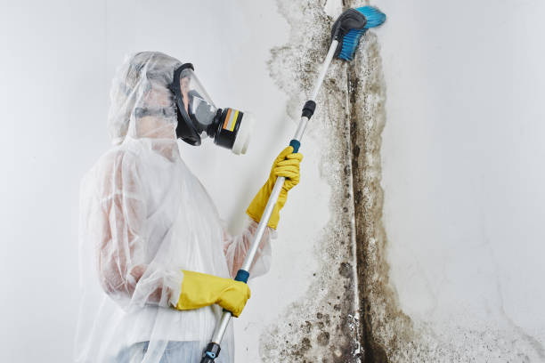 Best Residential Mold Removal  in Elkton, MD