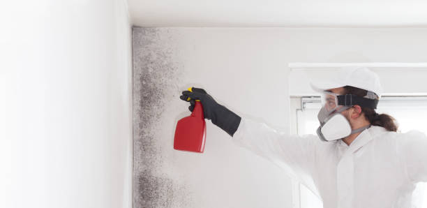 Certified Mold Removal in Elkton, MD