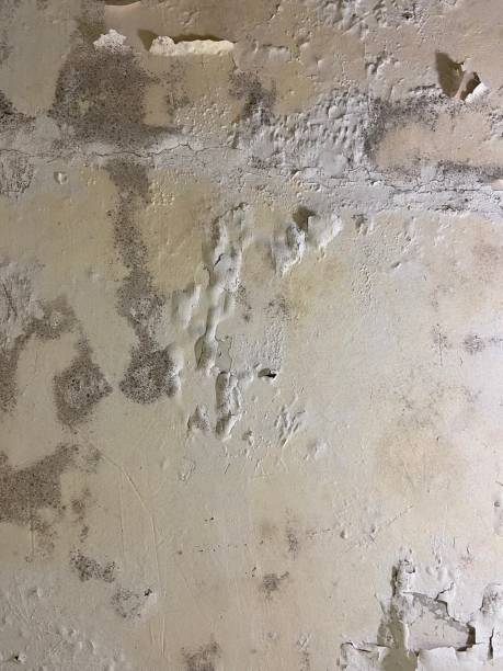 Best Residential Mold Removal  in Elkton, MD