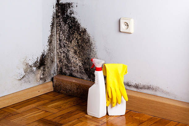Best Black Mold Removal  in Elkton, MD