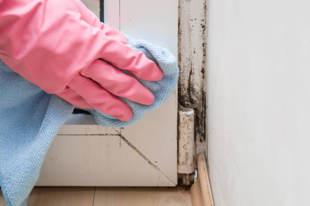 Best Commercial Mold Removal  in Elkton, MD